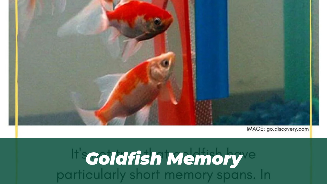 Goldfish Memory