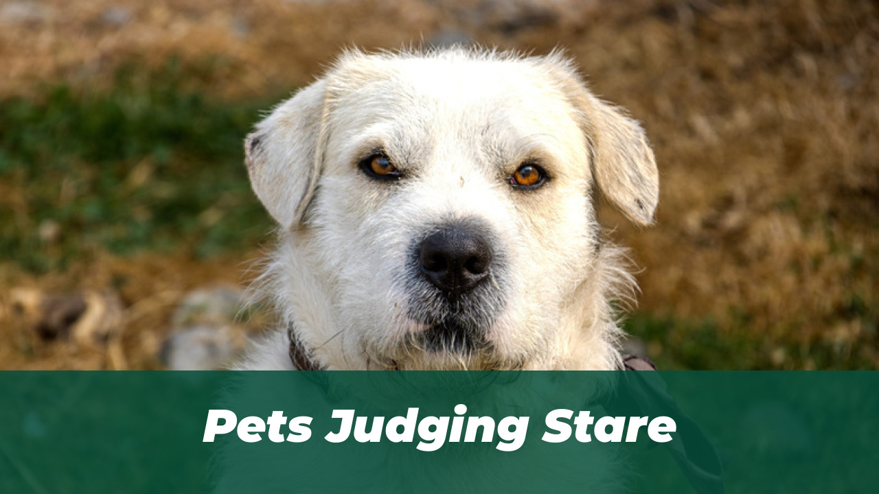 Pets Judging Stare