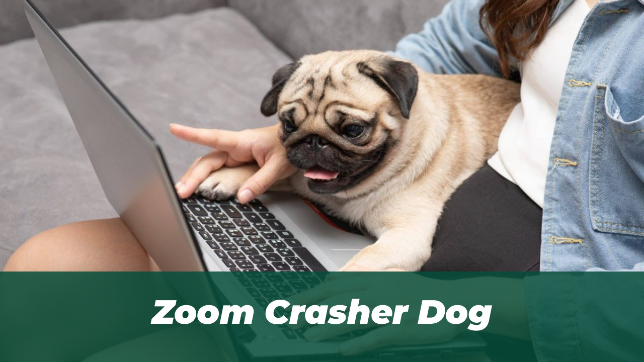54 Hilarious Dog Memes That Prove Dogs Are Comedy Geniuses 1 Zoom Crasher Dog