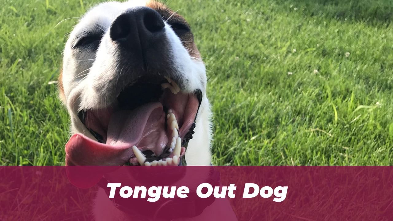54 Hilarious Dog Memes That Prove Dogs Are Comedy Geniuses 3 Tongue Out Dog
