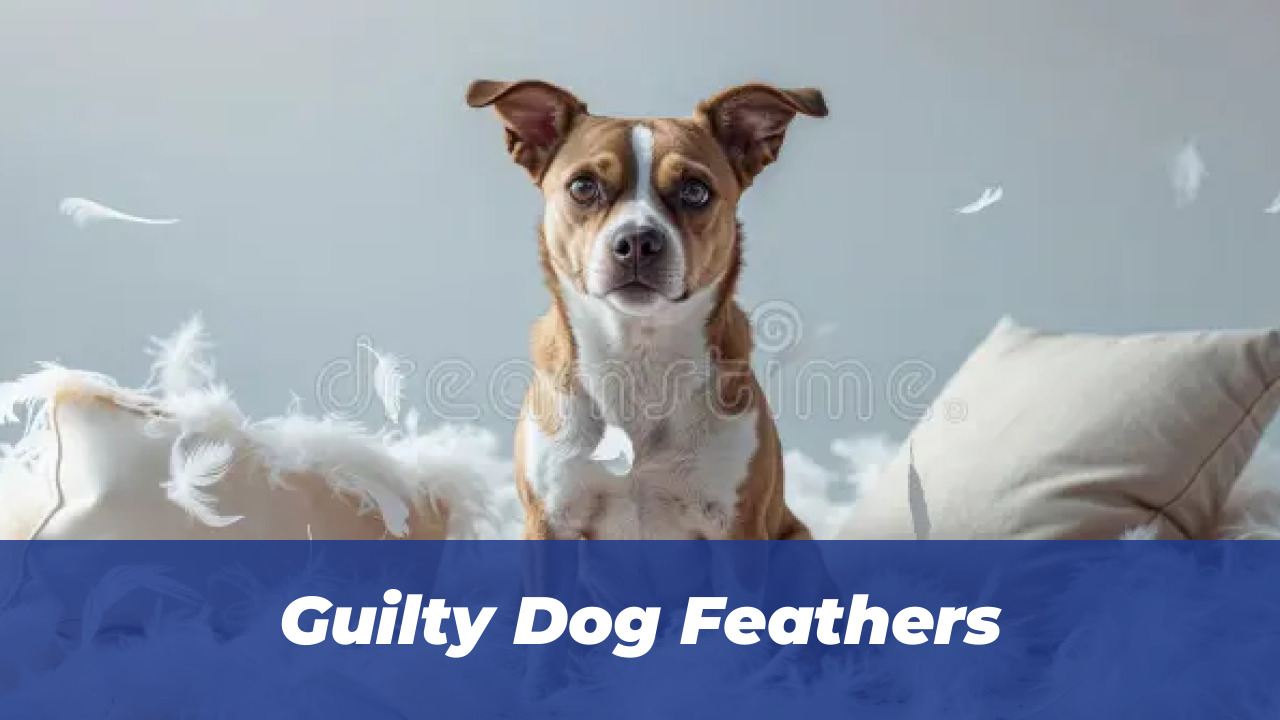 54 Hilarious Dog Memes That Prove Dogs Are Comedy Geniuses 4 Guilty Dog Feathers