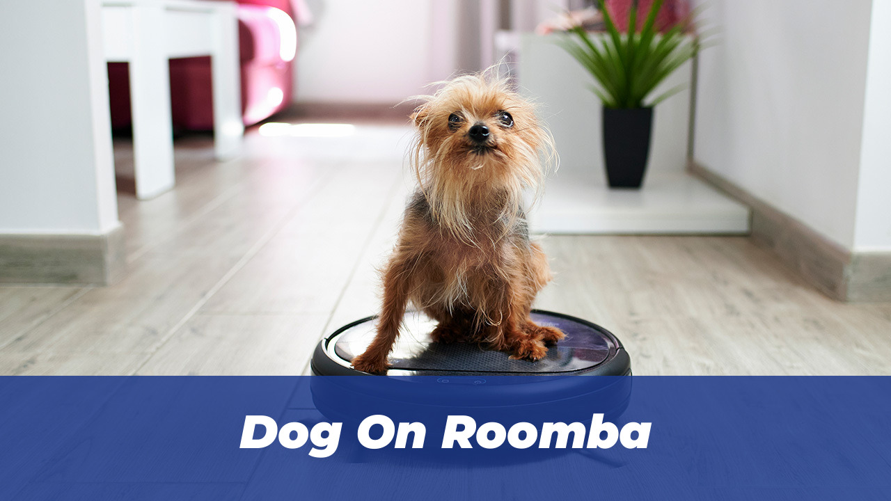 54 Hilarious Dog Memes That Prove Dogs Are Comedy Geniuses 5 Dog On Roomba