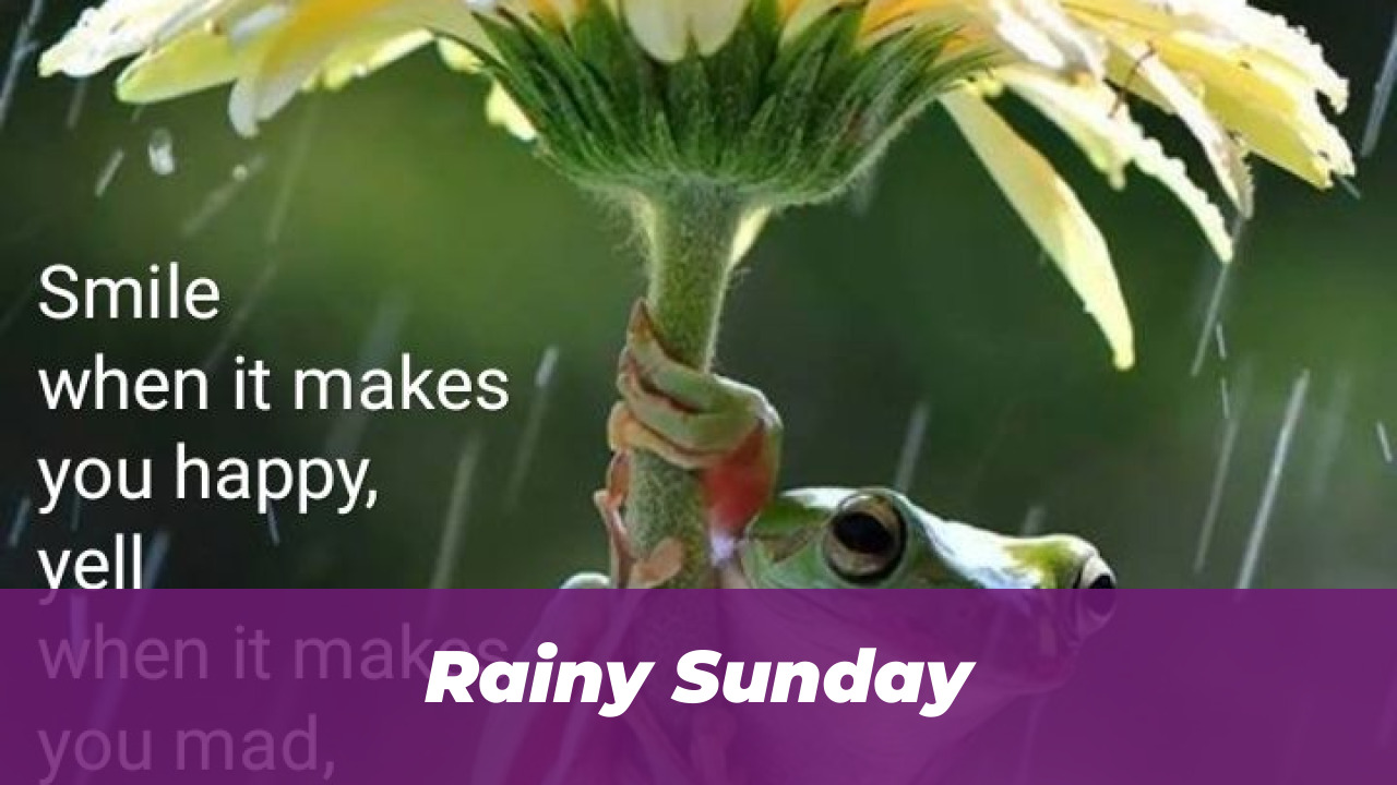 40 Wholesome Momo and Forg Comics for 2026 Joy 3 Rainy Sunday