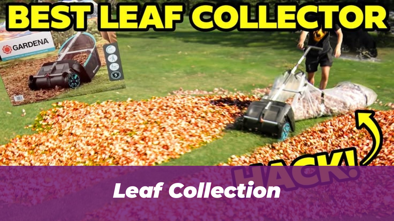 40 Wholesome Momo and Forg Comics for 2026 Joy 12 Leaf Collection