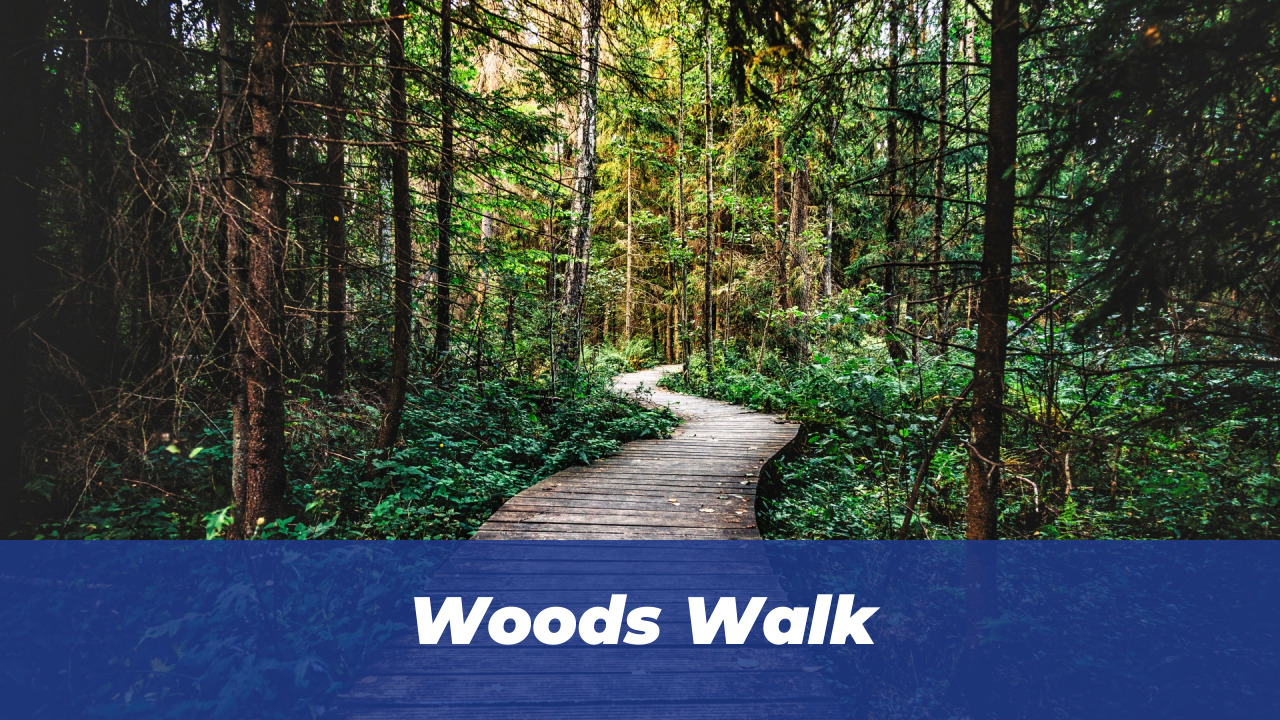 40 Wholesome Momo and Forg Comics for 2026 Joy 29 Woods Walk