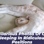 51 Hilarious Photos of Cats Sleeping in Ridiculous Positions