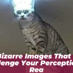 69 Bizarre Images That Will Challenge Your Perception of Rea