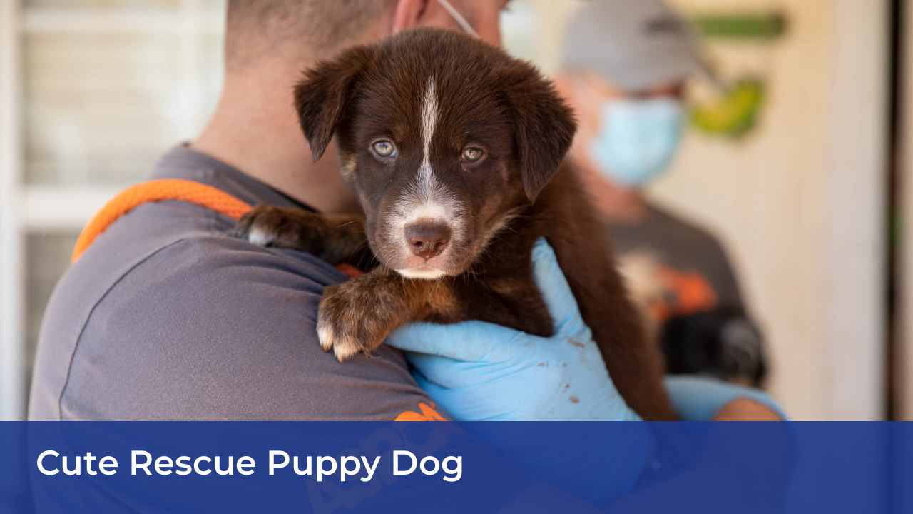 Cute Rescue Puppy Dog
