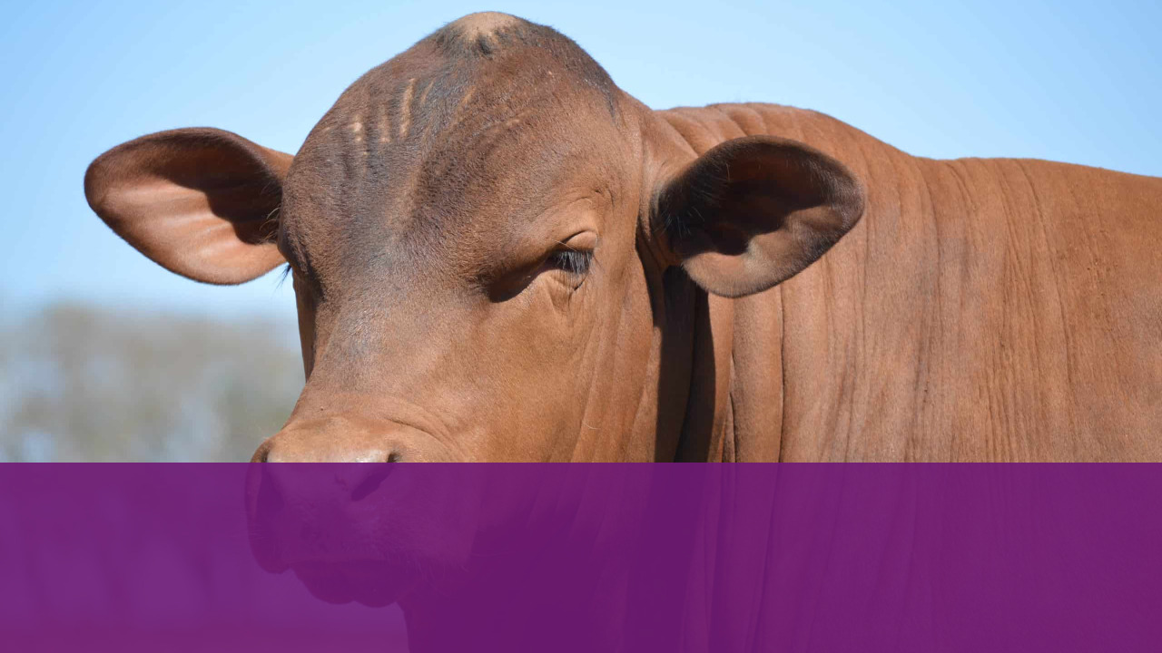 Mike Johanns Slams Trump Administration Beef Import Plans 3 Cattle Grazing on Midwest Pasture