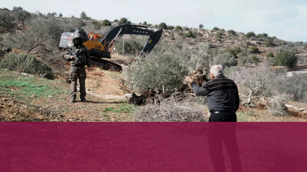 Military Bulldozer Uprooting Olive Trees