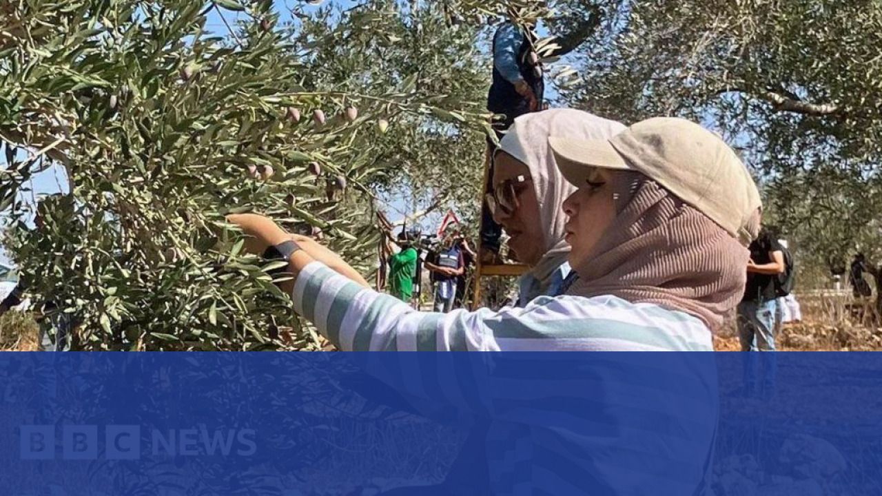 Palestinian Farmer Inspecting Damaged Olive Grove