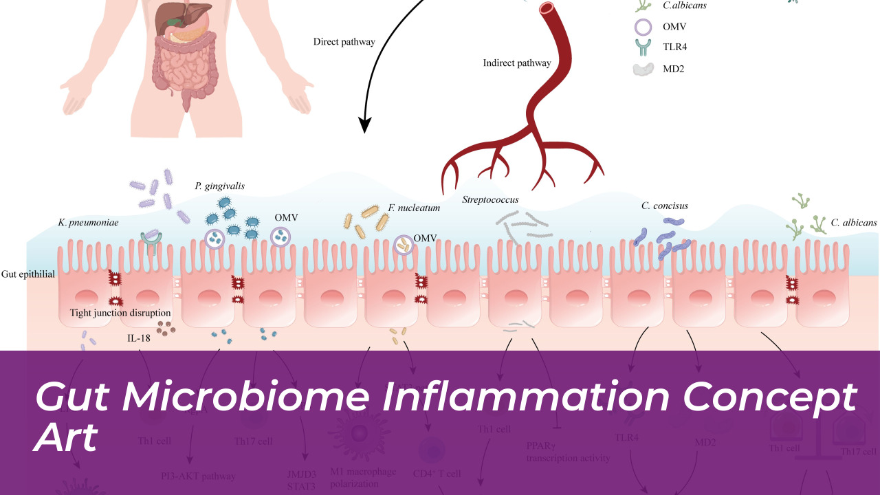 Gut Microbiome Inflammation Concept Art
